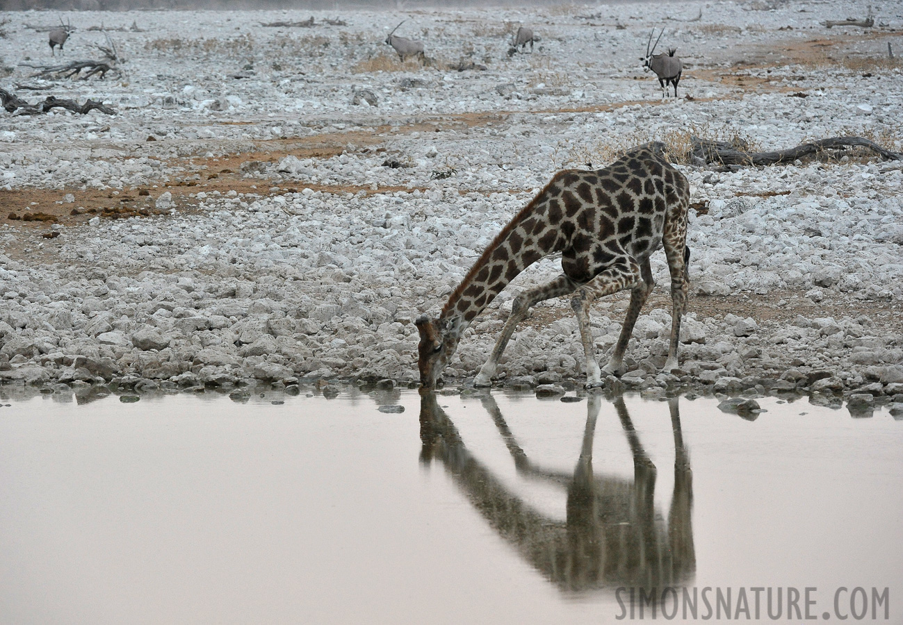 Giraffa giraffa angolensis [280 mm, 1/200 Sek. bei f / 7.1, ISO 2500]